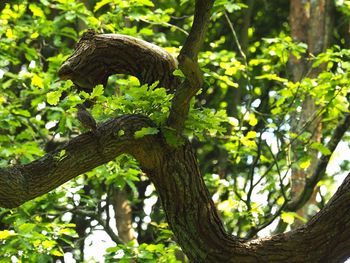 Low angle view of a tree