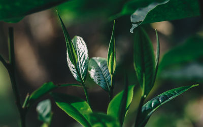 Close-up of fresh green plant