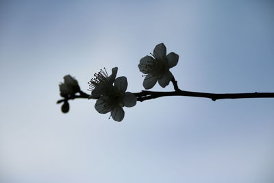 Low angle view of flowers against clear sky