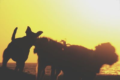 Silhouette of horse against sky during sunset