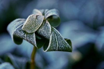 Close-up of plant