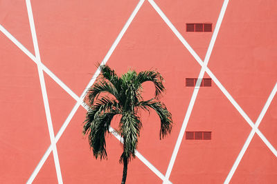 Palm tree against red wall