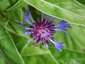 Close-up of purple flower in bloom