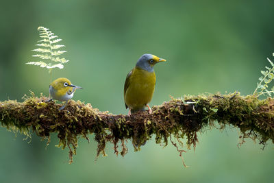 Bird perching on a tree