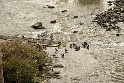 High angle view of birds swimming in sea