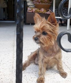 pet