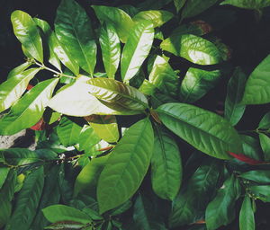 Close-up of green leaves