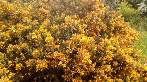 Close-up of yellow flowering plants on field