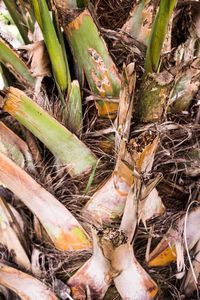 High angle view of plants