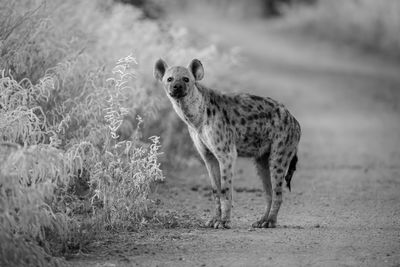 animal
