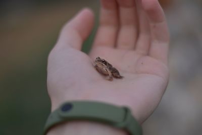 Close-up of hand holding small