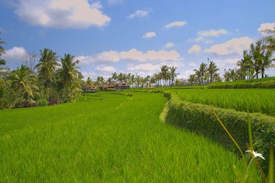 Scenic view of agricultural field against sky