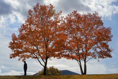 Tree against sky