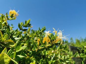 Close-up of yellow flowering plant against blue sky