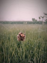 Close-up of spider on web
