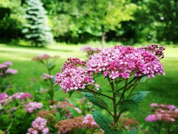 Close-up of pink flowering plant in park