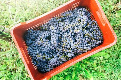 High angle view of berries on grass