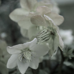 Close-up of white flowers blooming outdoors