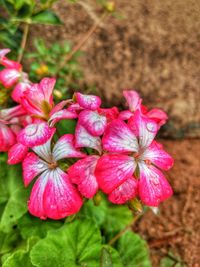 Close-up of pink flowers blooming outdoors