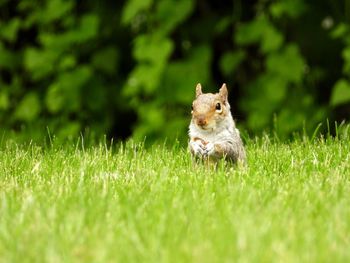 Squirrel in a field of green grass