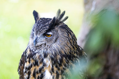 Close-up portrait of owl