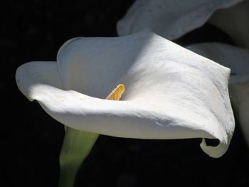 Close-up of white rose flower against black background