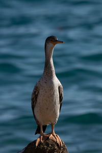 Close-up of seagull perching on a sea