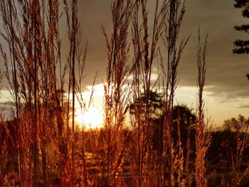 Close-up of silhouette plants on field against sunset sky