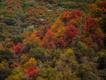 Autumn trees in forest