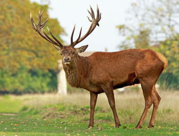 Deer standing in a field