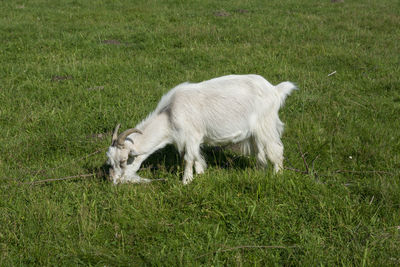 Side view of a dog on field