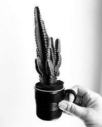 Close-up of hand holding succulent plant against white background