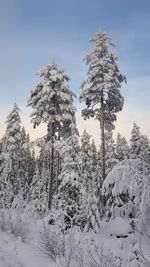 Low angle view of snow covered tree against sky