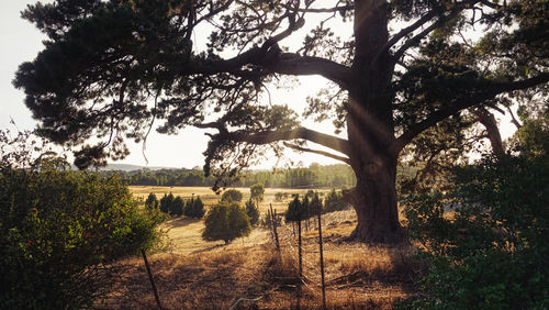 Trees on field against sky