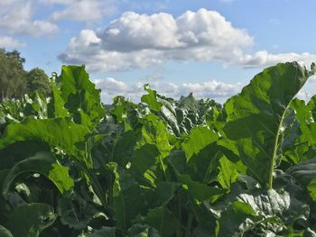 Low angle view of fresh green plants against sky