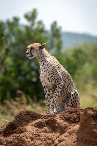 Cheetah sitting on rock formation