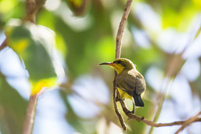 Closeup olive backed sunbird on a branch