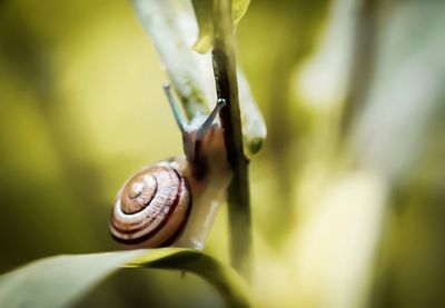 Close-up of snail on plant