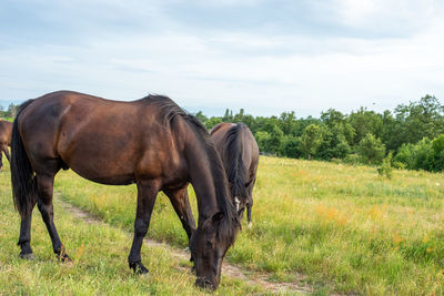 Horse in a field