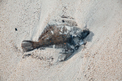 High angle view of starfish on beach