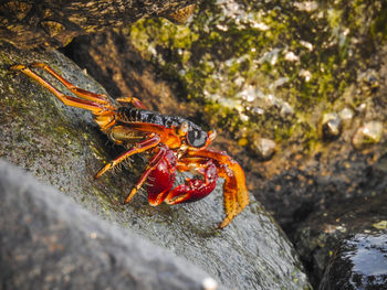 Close-up of insect on rock