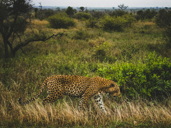 View of a cat on field