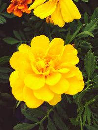 Close-up of yellow marigold blooming outdoors