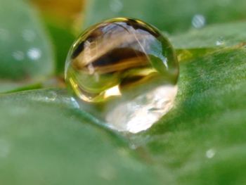 Close-up of water drop on leaf