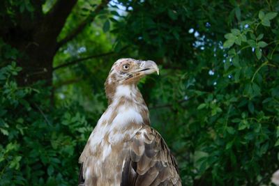 Close-up of a bird looking away