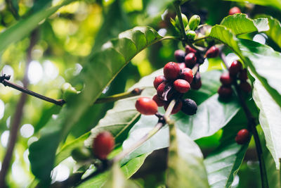 Close-up of berries growing on tree