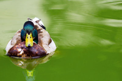 Close-up of duck swimming in lake