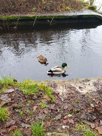 High angle view of mallard ducks swimming on lakeshore