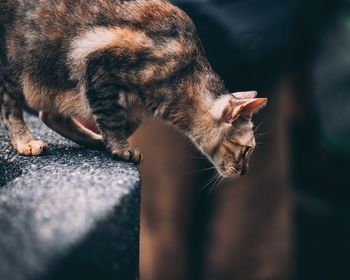 Side view of cat looking down while standing on retaining wall