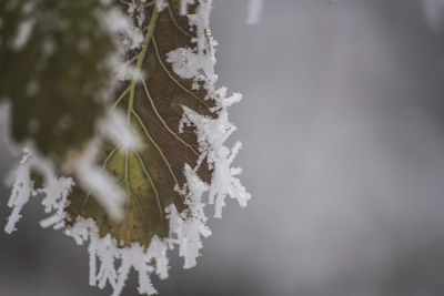 Close-up of frozen tree against sky